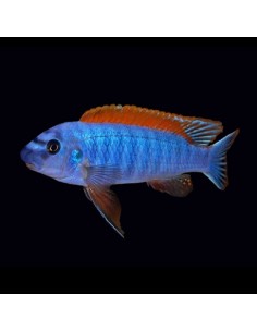 Labeotropheus trewavasae