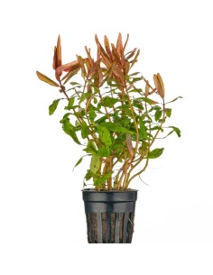 Ammania Gracilis