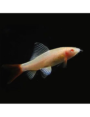 Labeo Frenatus Albino