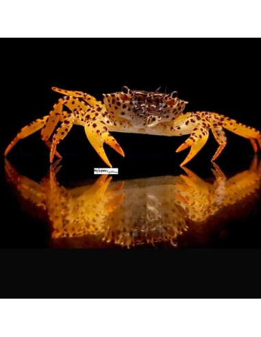 Parathelphusa Pantherina