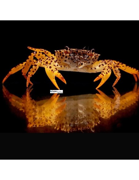 Parathelphusa Pantherina