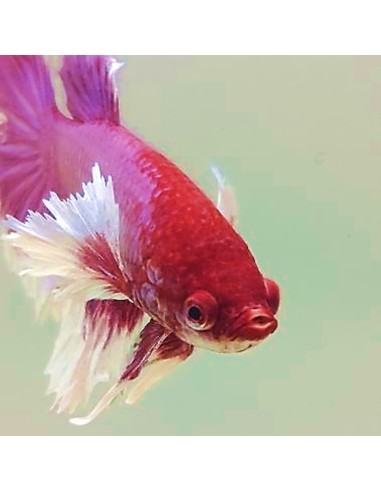 Betta Splendens Dumbo Ear maschio