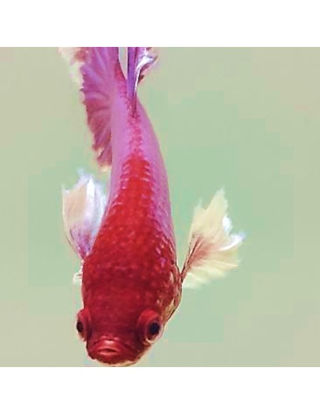 Betta Splendens Dumbo Ear maschio