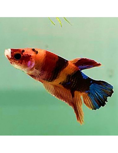 Betta Plakat (Betta Splendens) maschio