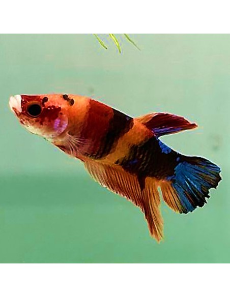 Betta Plakat (Betta Splendens) maschio