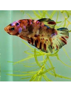 Betta Plakat (Betta Splendens) maschio