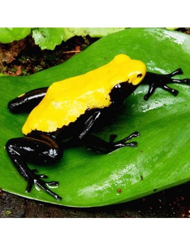 Adelphobates galactonotus "Yellow" (Splash-back...