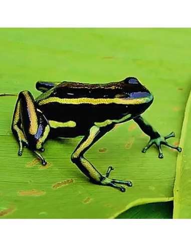 Dendrobates truncatus (Rana Freccia Troncata)