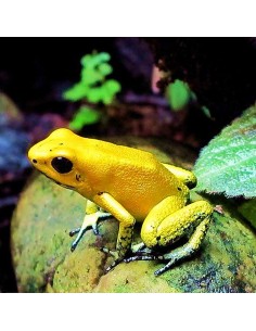 Phyllobates terribilis (Rana Freccia Oro/Gialla)