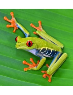 Agalychnis Callidryas - Raganella dagli occhi rossi