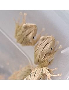 Polypedates leucomystax (Rana Arborea Asiatica) 2