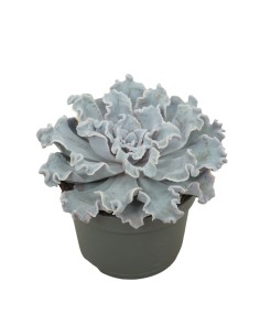 Echeveria "Crispy beauty"