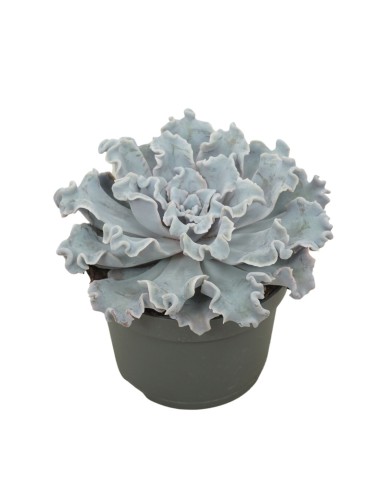 Echeveria "Crispy beauty"