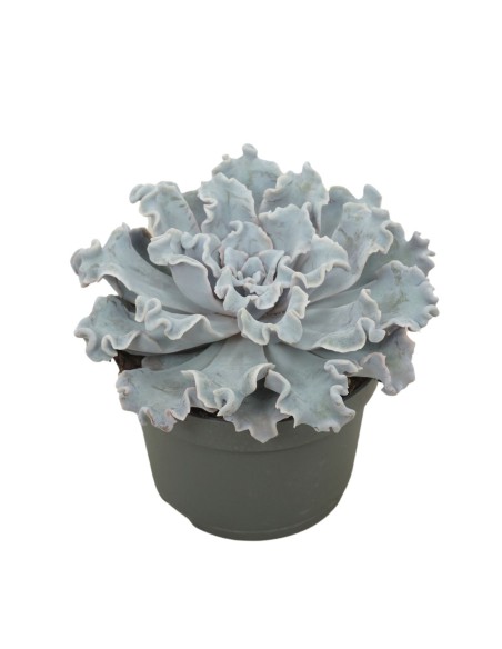 Echeveria "Crispy beauty"