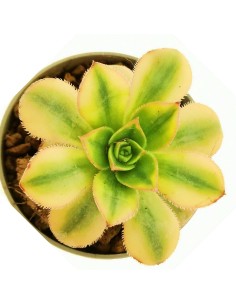 Aeonium Florenses variegato