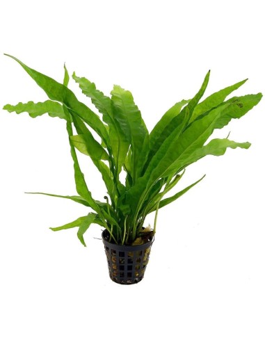 Microsorum pteropus Felce di Giava XL