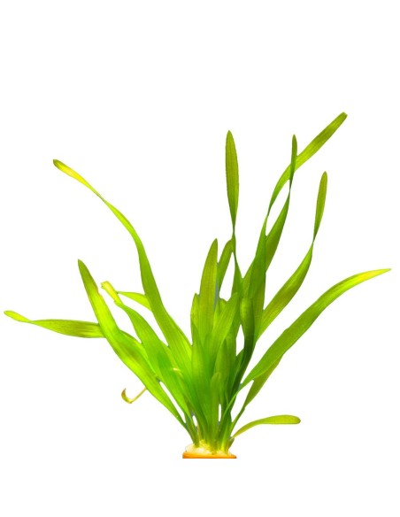 Vallisneria australis gigantea