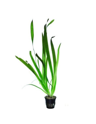 Vallisneria gigantea
