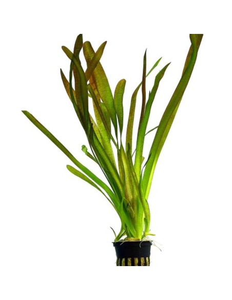Vallisneria gigantea