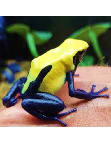 Dendrobates tinctorius "Citronella"