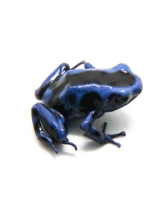 Dendrobates auratus "Blue" (Rana Freccia Blu e Nera)