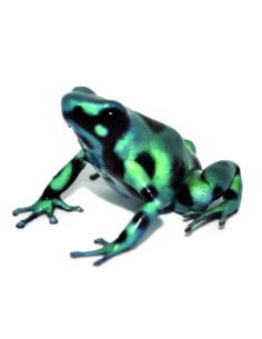 Dendrobates auratus "Green" (Rana Freccia Verde e Nera)