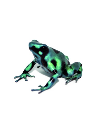 Dendrobates auratus "Green" (Rana Freccia Verde...