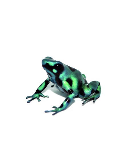 Dendrobates auratus "Green" (Rana Freccia Verde e Nera)