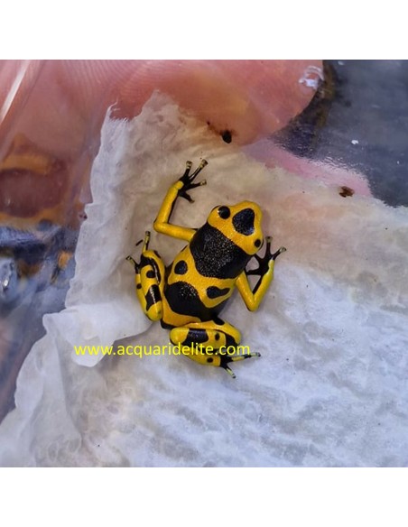 Dendrobates leucomelas (Rana Freccia "Bumblebee")