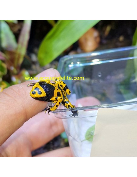 Dendrobates leucomelas (Rana Freccia "Bumblebee")