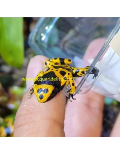 Dendrobates leucomelas (Rana Freccia "Bumblebee")