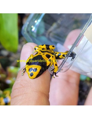 Dendrobates leucomelas (Rana Freccia "Bumblebee")