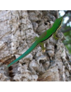 Felsuma lineata (Phelsuma lineata)