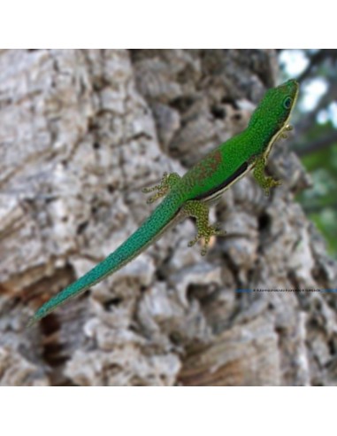 Felsuma lineata (Phelsuma lineata)