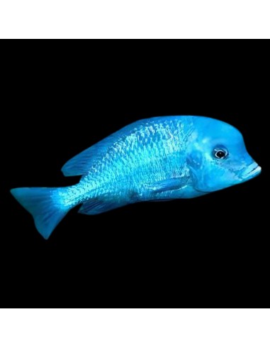 Cyrtocara moorii (Delfino del Malawi)