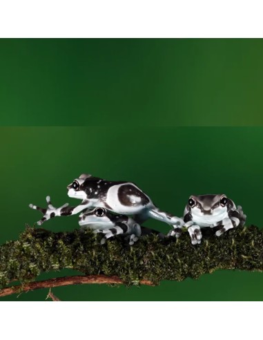 Trachycephalus resinifictrix (Milk Frog)