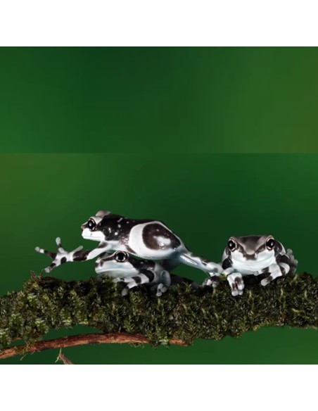 Trachycephalus resinifictrix (Milk Frog)