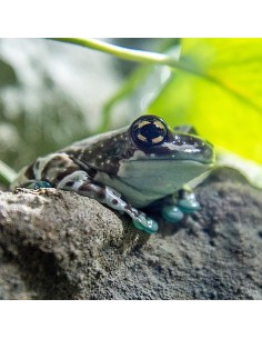 Trachycephalus resinifictrix (Milk Frog) 2