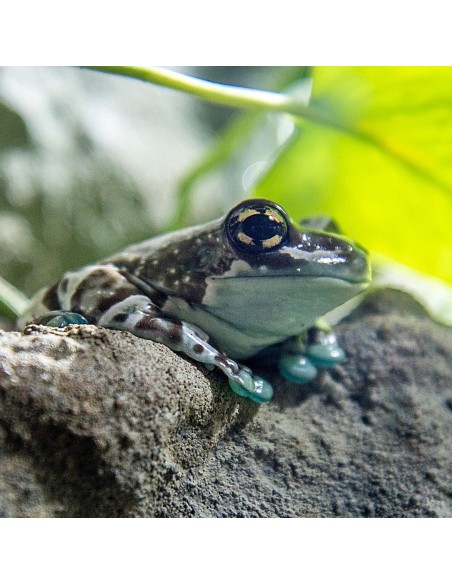 Trachycephalus resinifictrix (Milk Frog)