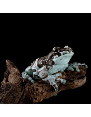 Trachycephalus resinifictrix (Milk Frog)