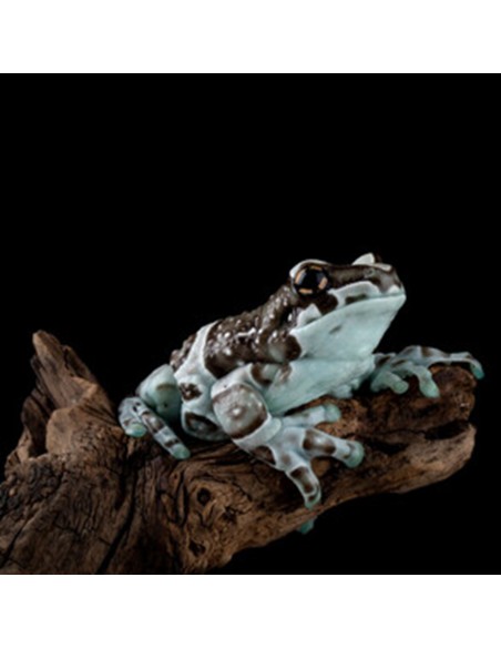 Trachycephalus resinifictrix (Milk Frog)