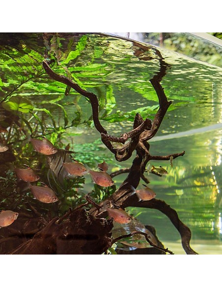 Legno decorativo per acquario e terrario Black Spider King XL