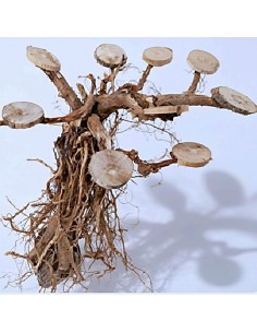 Bonsai con basette per piante e muschi legno decorativo...