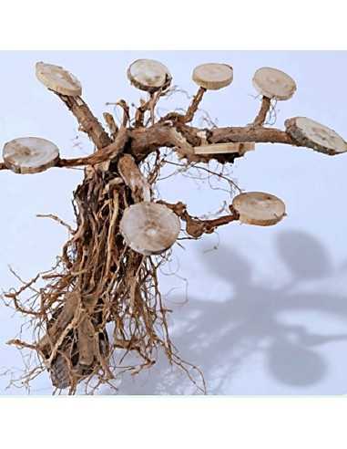 Bonsai con basette per piante e muschi legno...