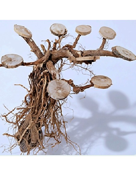 Bonsai con basette per piante e muschi legno decorativo per acquario e terrario Natunae M