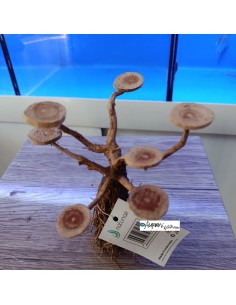 Bonsai con basette per piante e muschi legno decorativo... 2