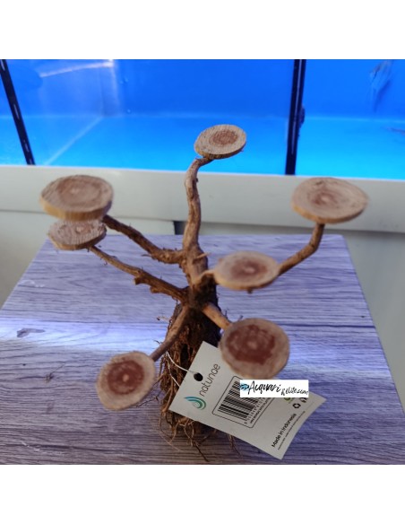 Bonsai con basette per piante e muschi legno decorativo per acquario e terrario Natunae M