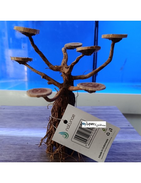 Bonsai con basette per piante e muschi legno decorativo per acquario e terrario Natunae M