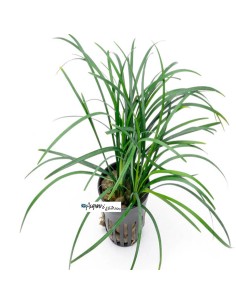 Ophiopogon japonicus