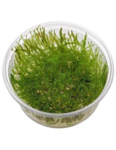 Leptodictyum Riparium (Stringy Moss)